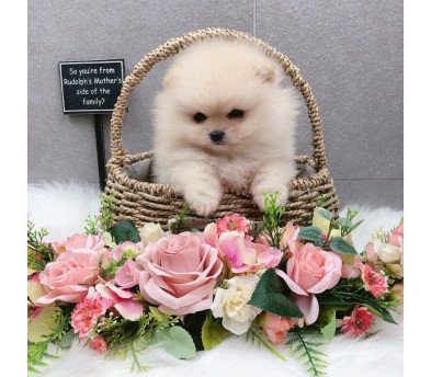포메라니안 분양합니다