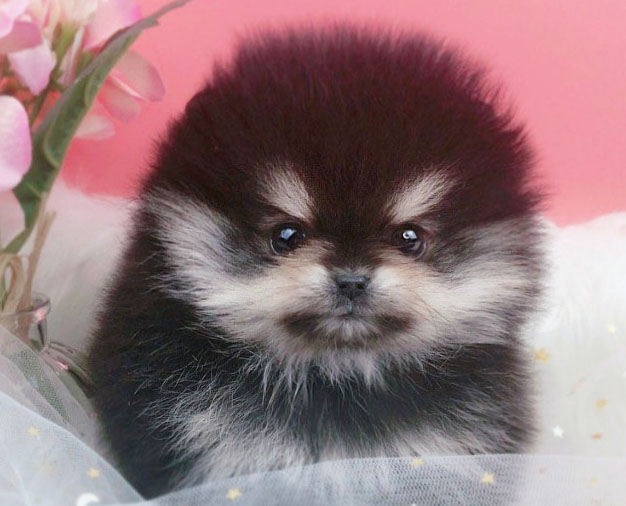 포메라니안 분양합니다