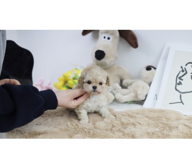 토이푸들 분양합니다