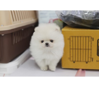포메라니안 분양합니다