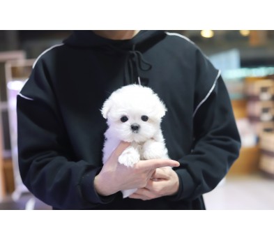 말티즈 분양합니다