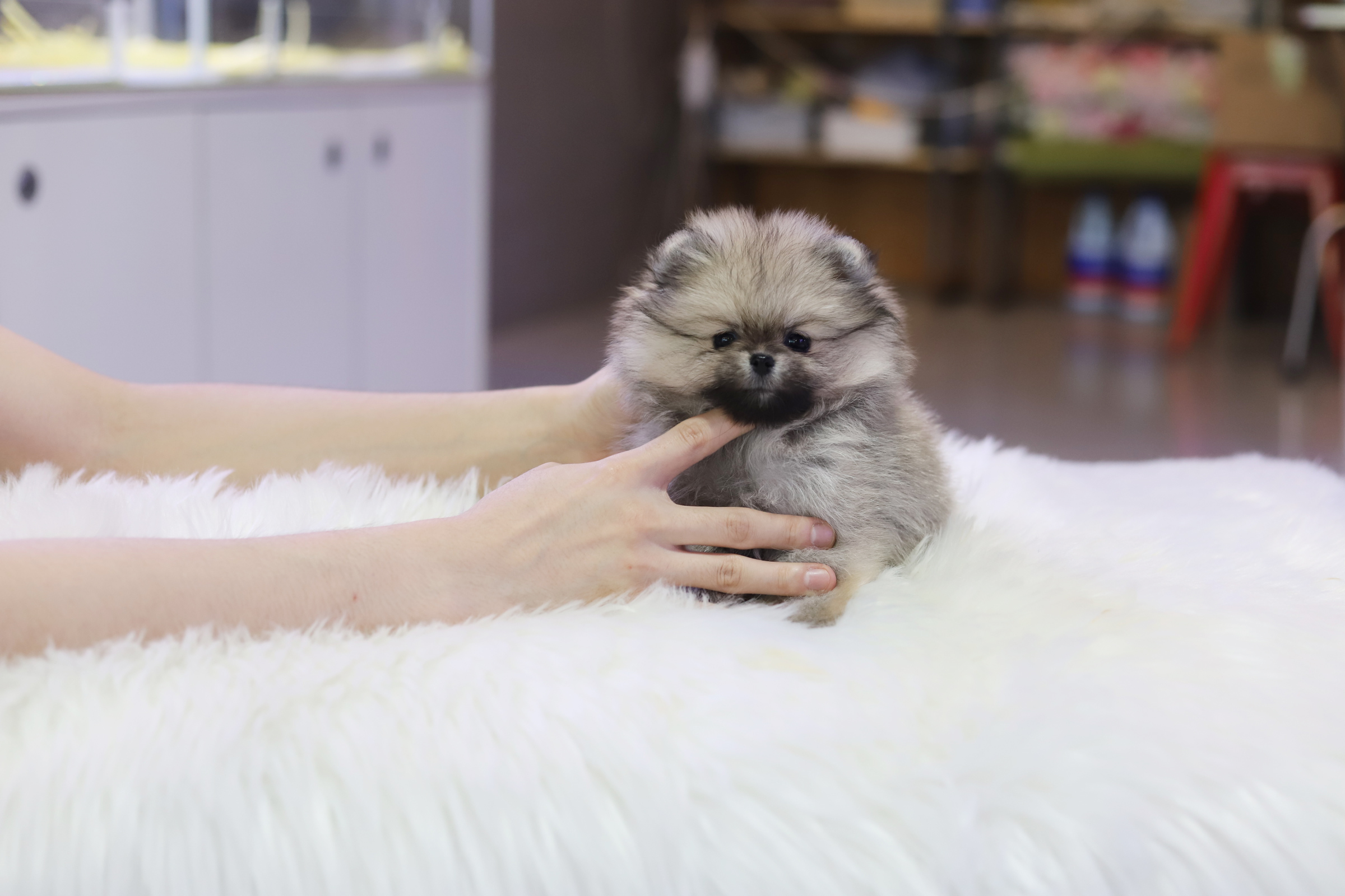 포메라니안 분양합니다