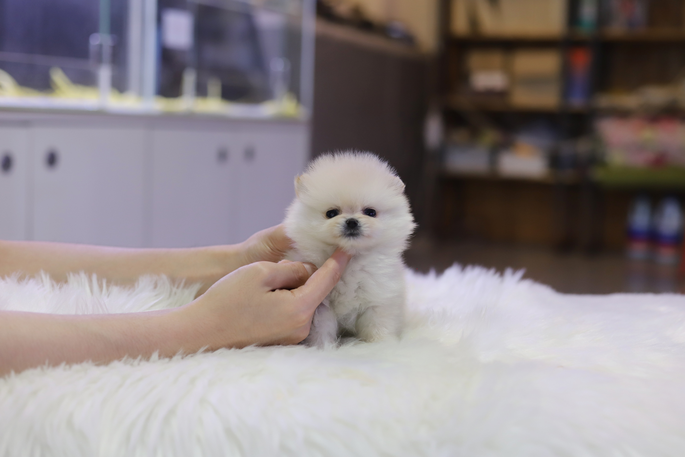 포메라니안 분양합니다