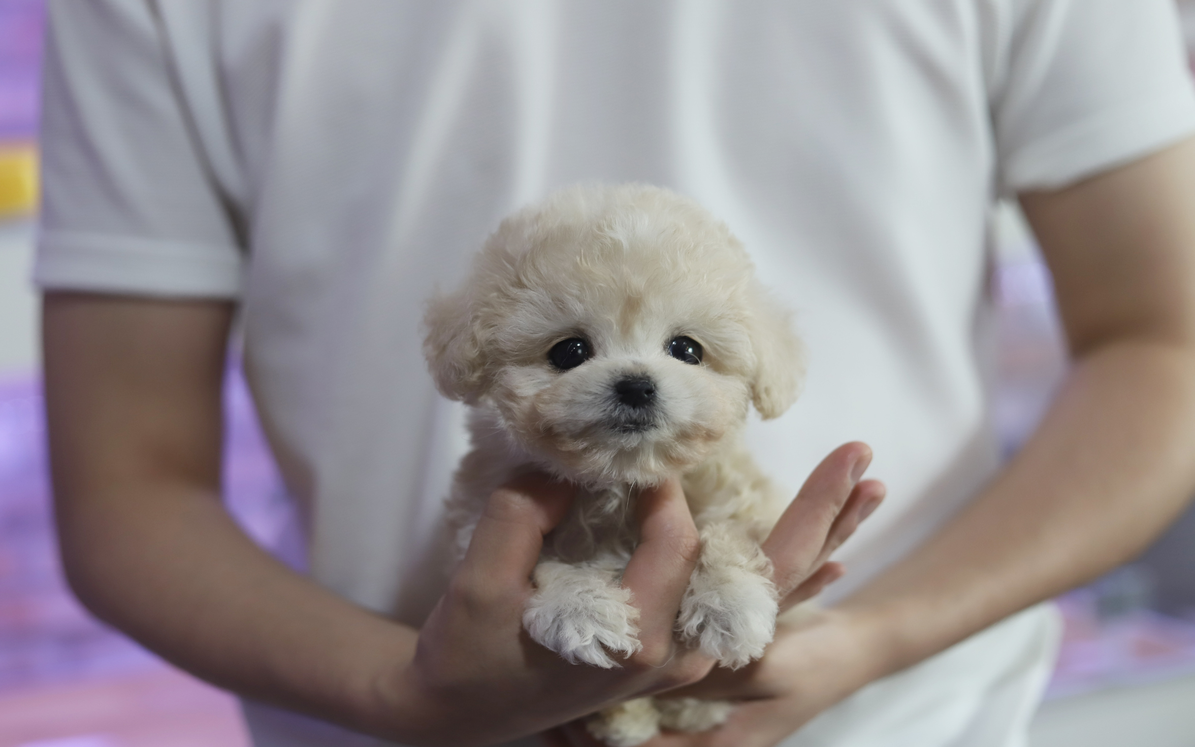 토이푸들 분양합니다