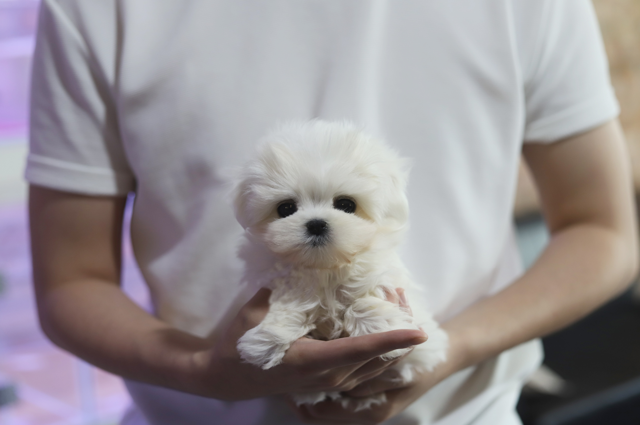 말티즈 분양합니다