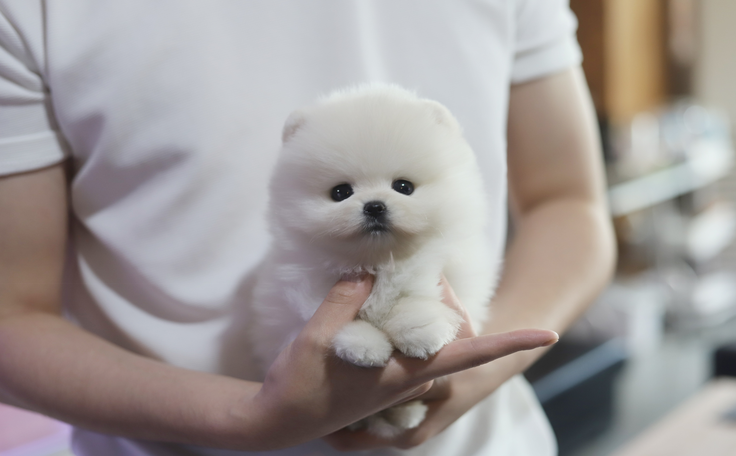 포메라니안 분양합니다